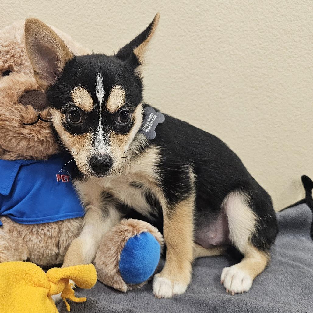 Enlarge Boba, a Adoptable mixed breed in Apple Valley, CA image 2/2