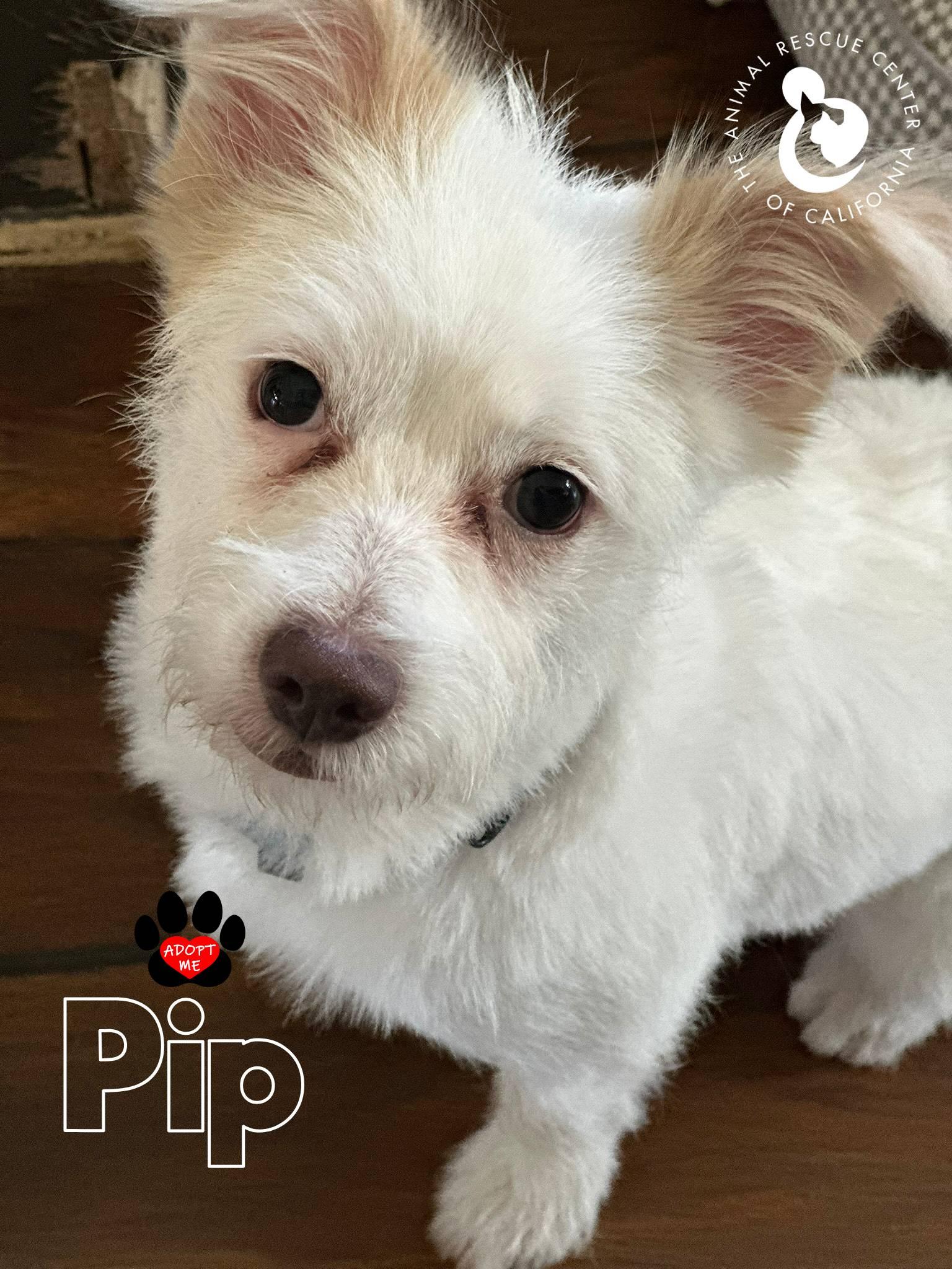 Enlarge Pip, a Adoptable mixed breed in Coachella, CA image 2/5