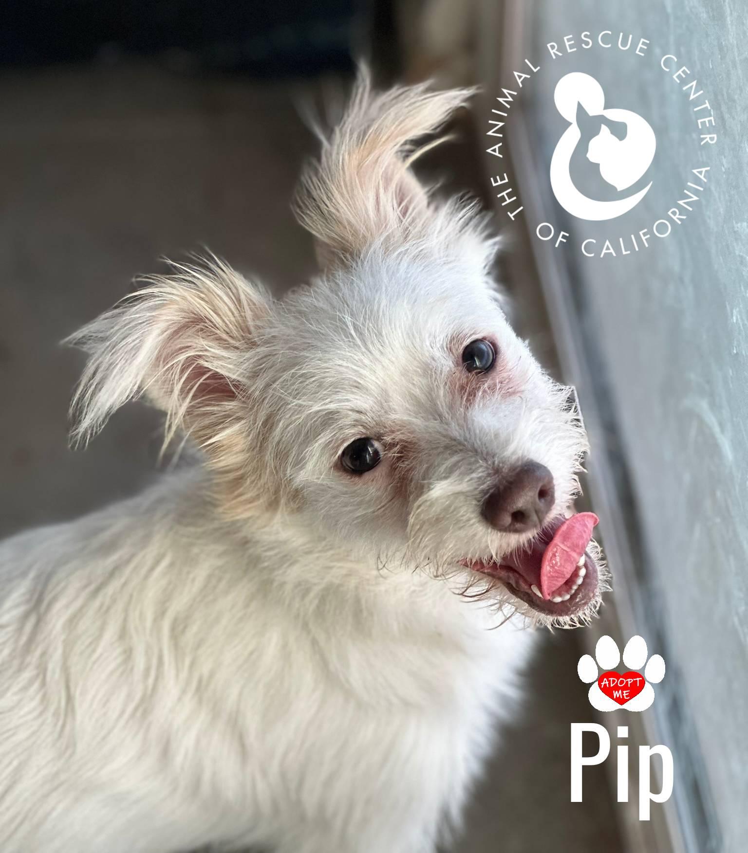 Pip, Adoptable, Young Male Miniature Poodle & Chihuahua.