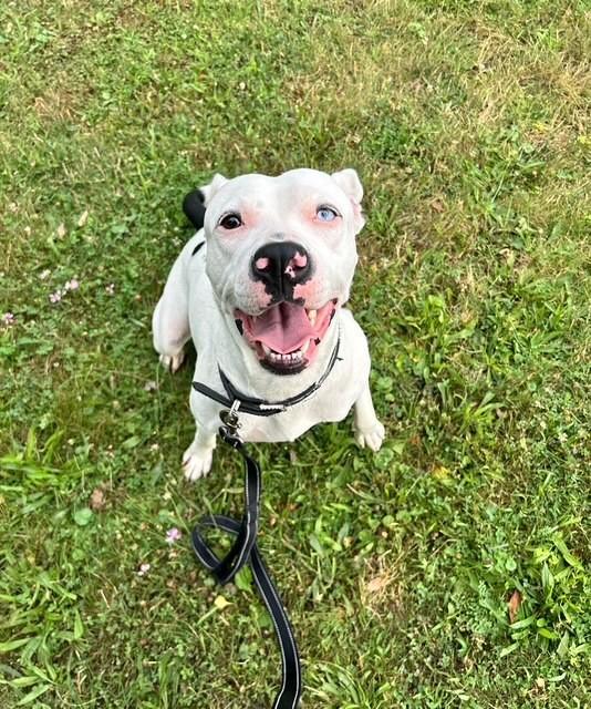 Enlarge Daisy, a ADOPTABLE mixed breed in Montour Falls, NY image 2/4