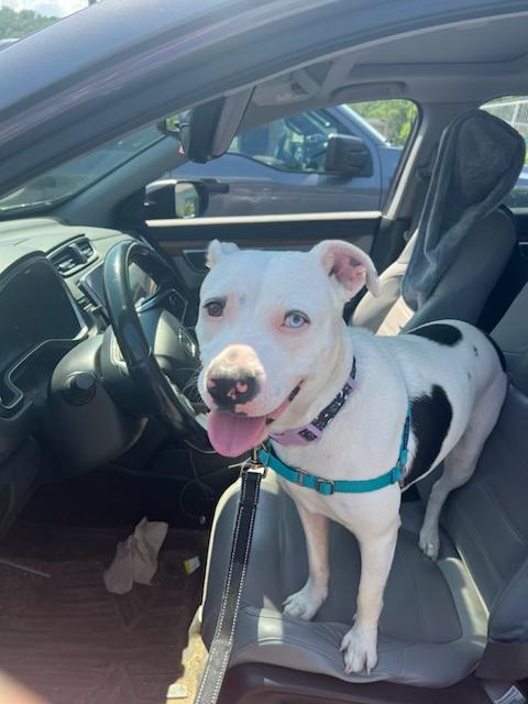 Enlarge Daisy, a ADOPTABLE mixed breed in Montour Falls, NY image 3/4