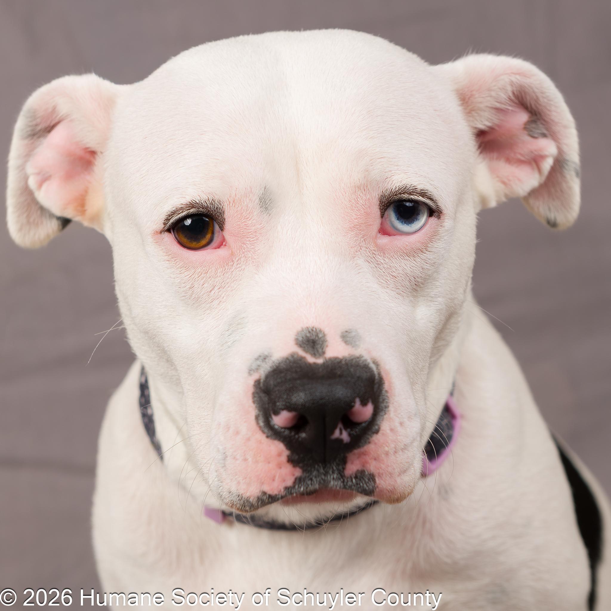 Daisy, ADOPTABLE, Adult Female Pit Bull Terrier & Mixed Breed.