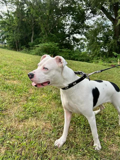 Enlarge Daisy, a ADOPTABLE mixed breed in Montour Falls, NY image 4/4