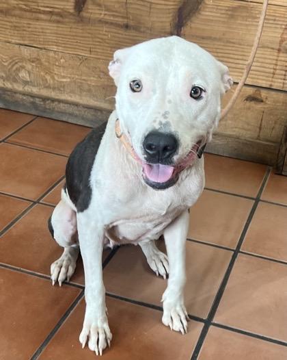 Boggs, Adoptable, Young Female American Staffordshire Terrier.