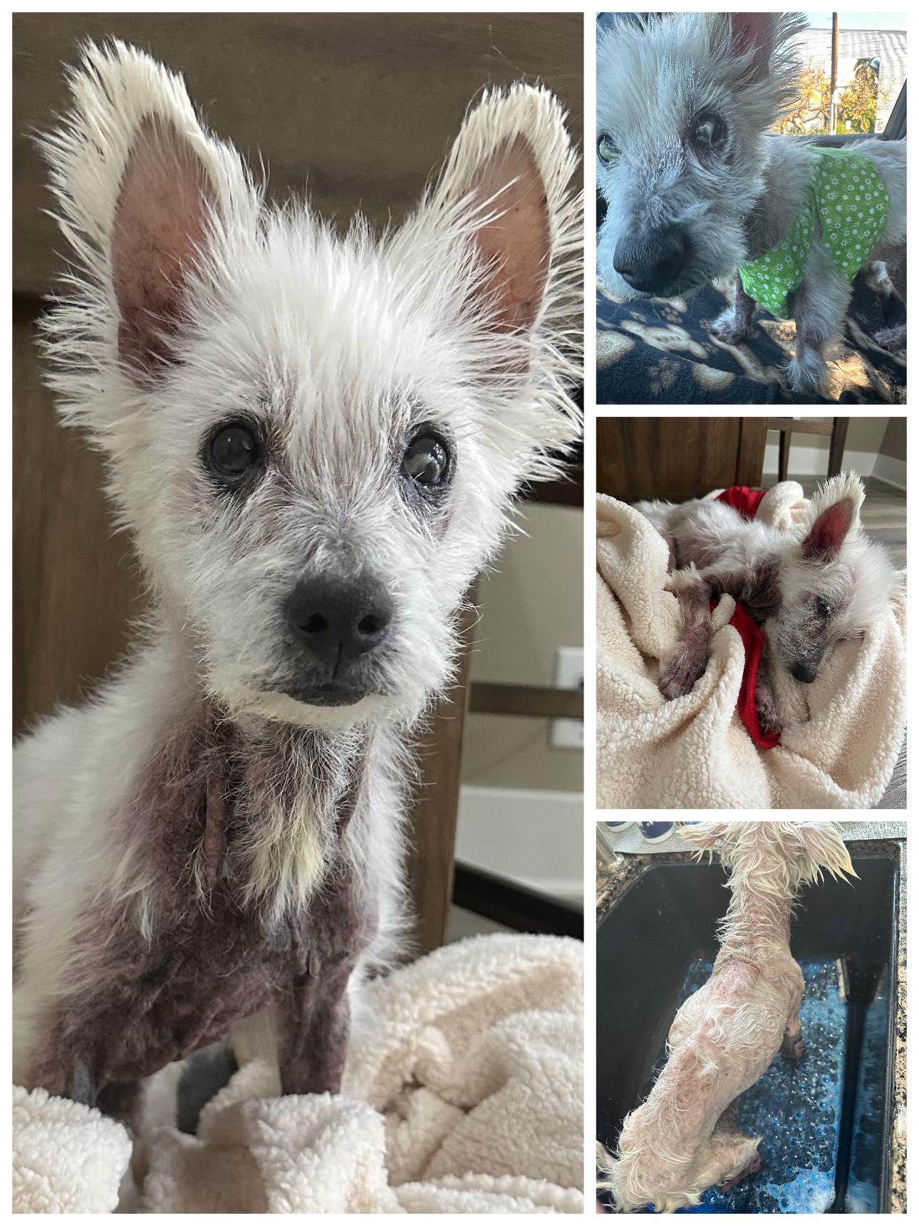 Enlarge Josie, a ADOPTABLE West Highland White Terrier / Westie in Huntington Beach, CA image 2/2