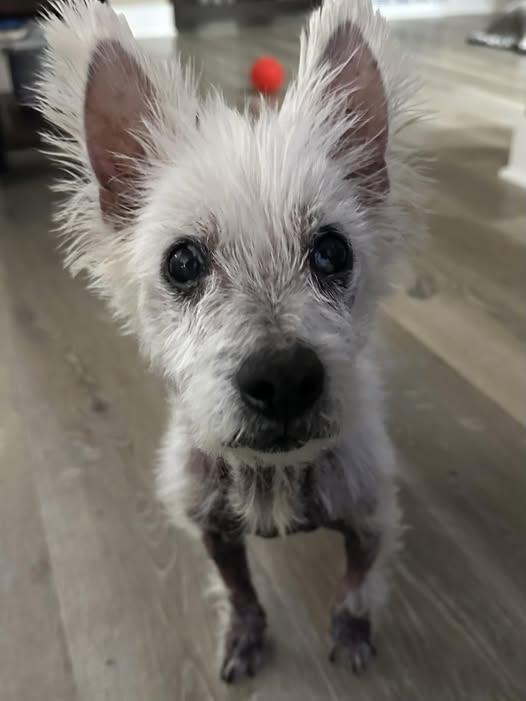 Enlarge Josie, a ADOPTABLE West Highland White Terrier / Westie in Huntington Beach, CA image 1/2