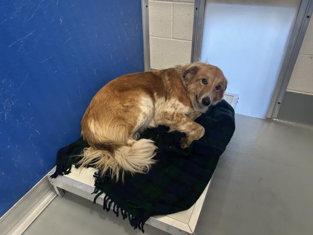 Enlarge A252363, a Adoptable mixed breed in Visalia, CA image 1/1