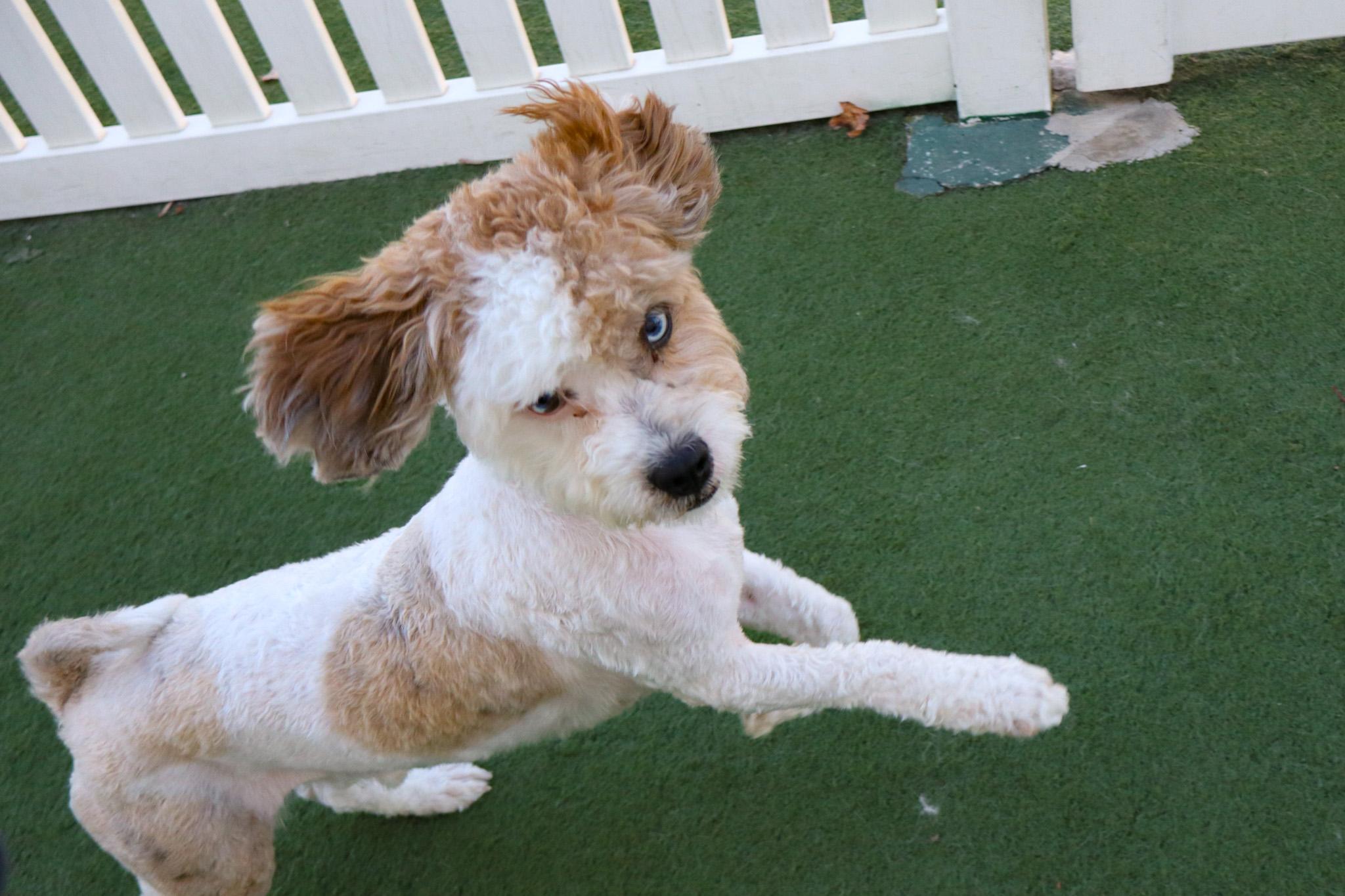 Ace, an adoptable Aussiedoodle in Medford, NJ, 08055 | Photo Image 3