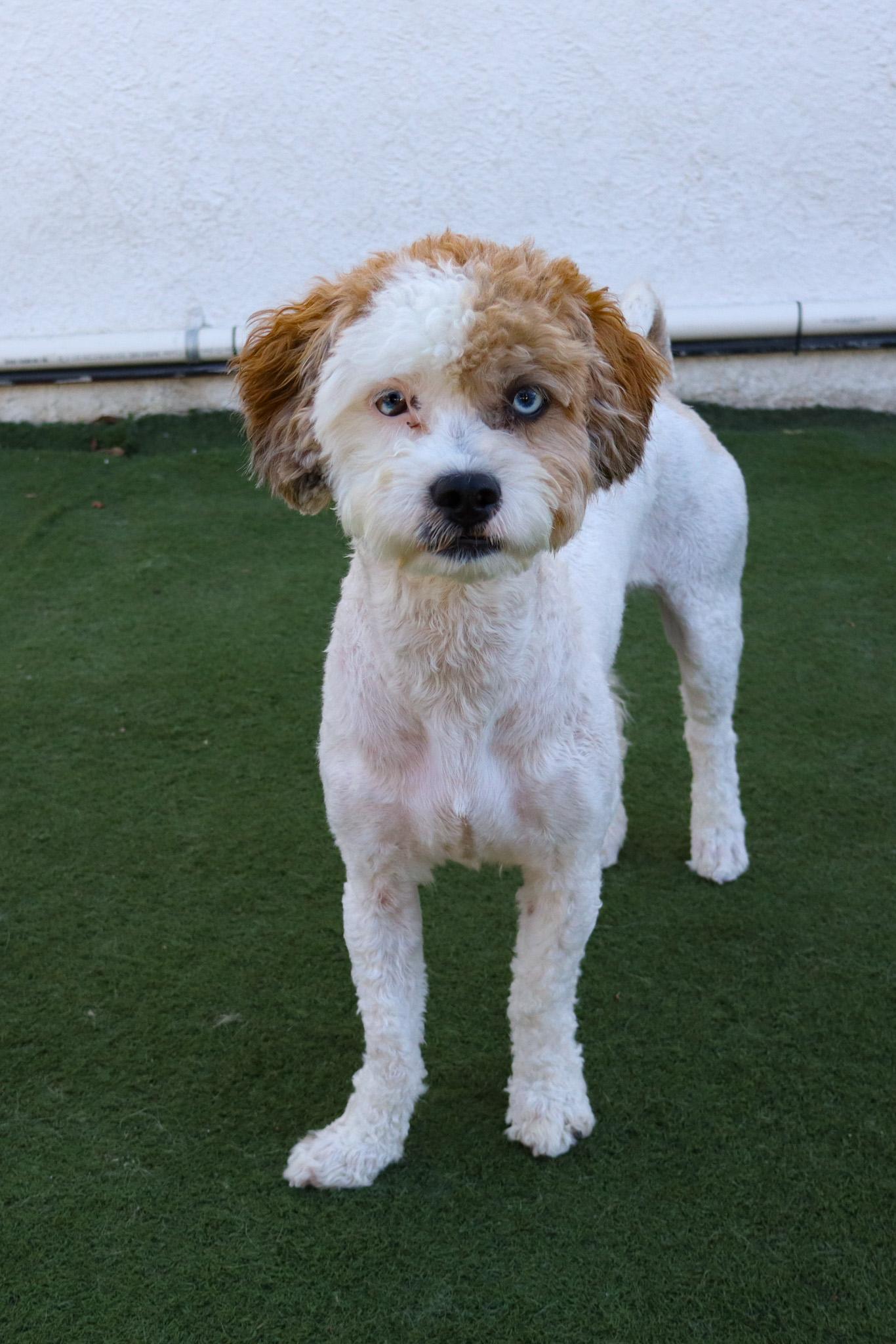Ace, an adoptable Aussiedoodle in Medford, NJ, 08055 | Photo Image 2