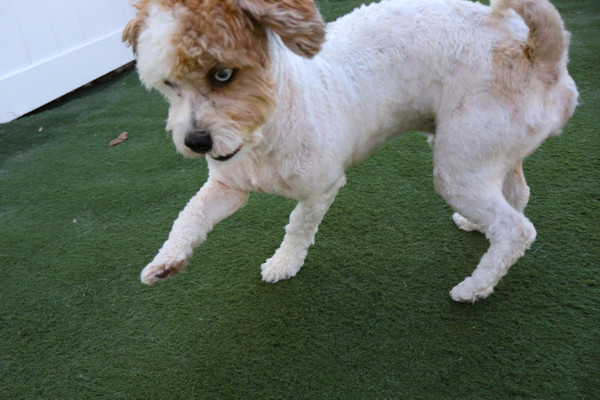 Ace, an adoptable Aussiedoodle in Medford, NJ, 08055 | Photo Image 1