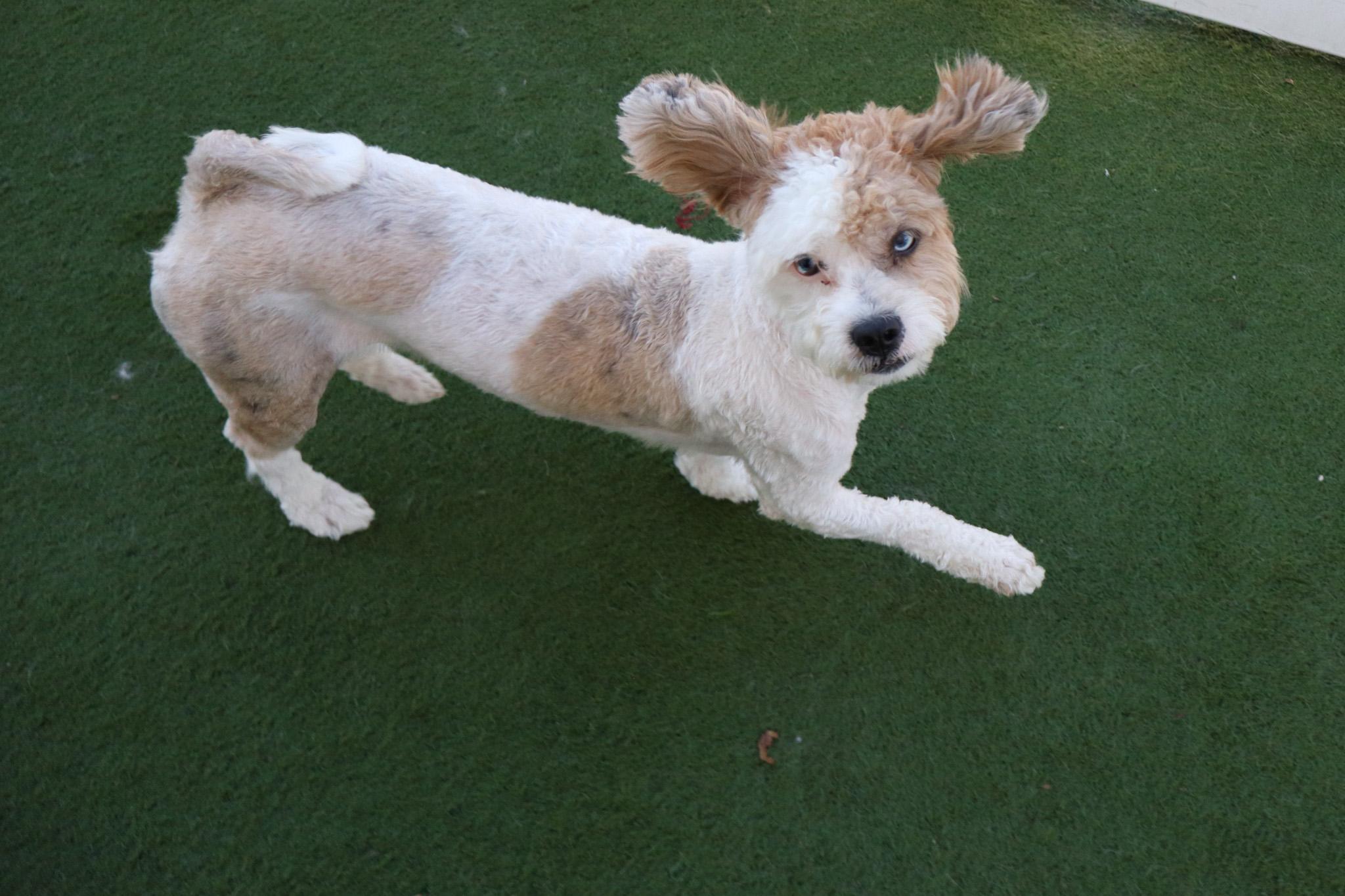 Ace, an adoptable Aussiedoodle in Medford, NJ, 08055 | Photo Image 6
