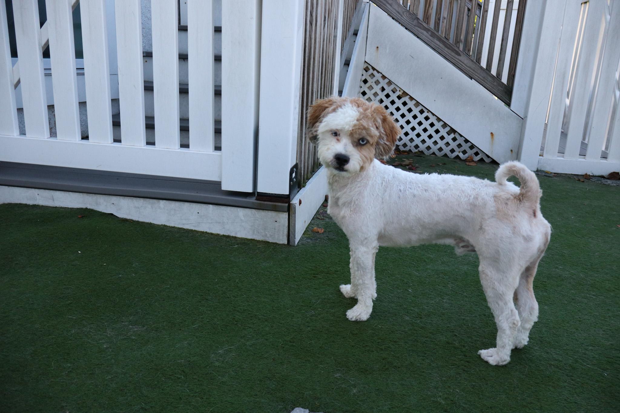 Ace, an adoptable Aussiedoodle in Medford, NJ, 08055 | Photo Image 5
