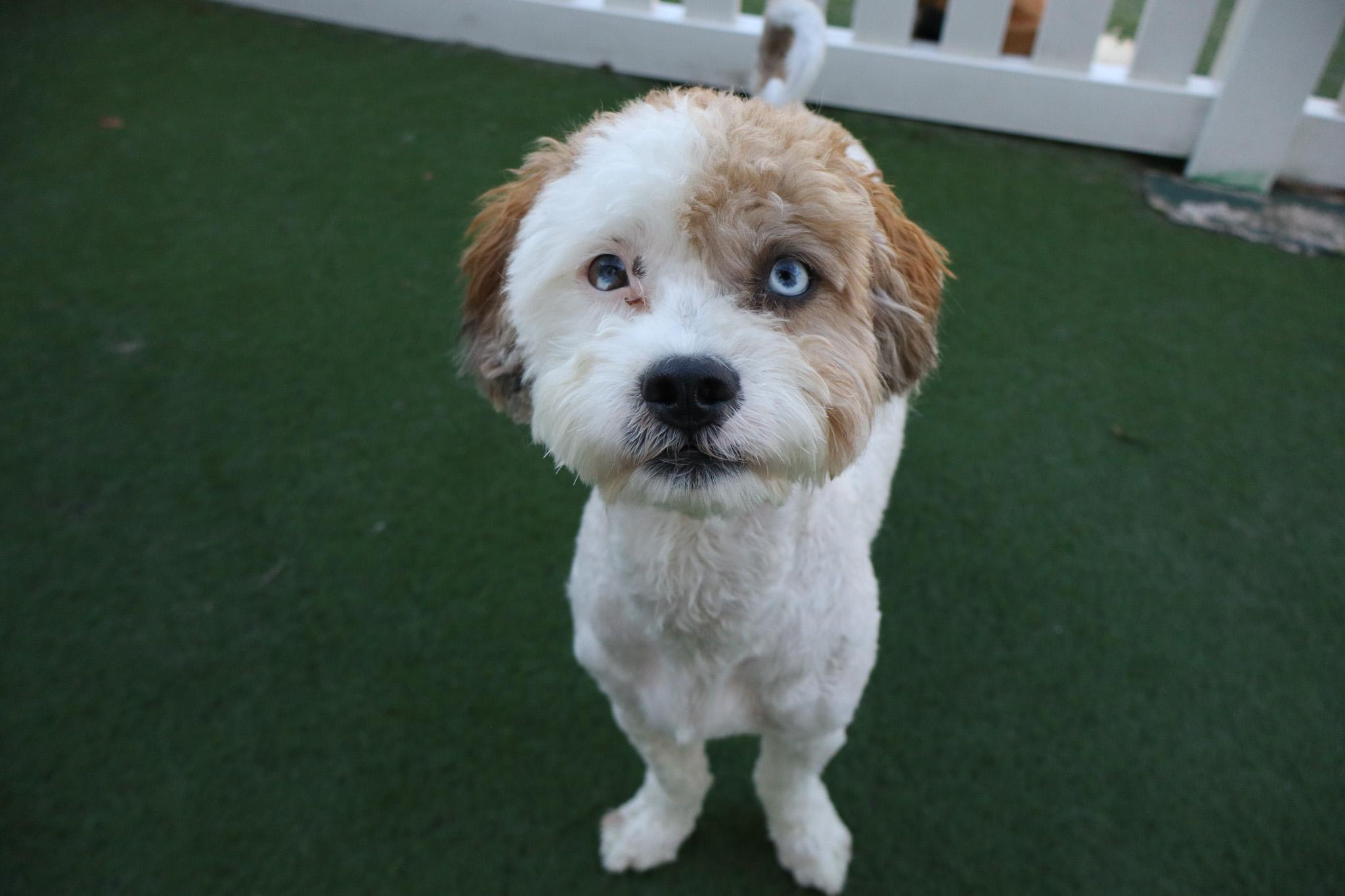 Ace, an adoptable Aussiedoodle in Medford, NJ, 08055 | Photo Image 4