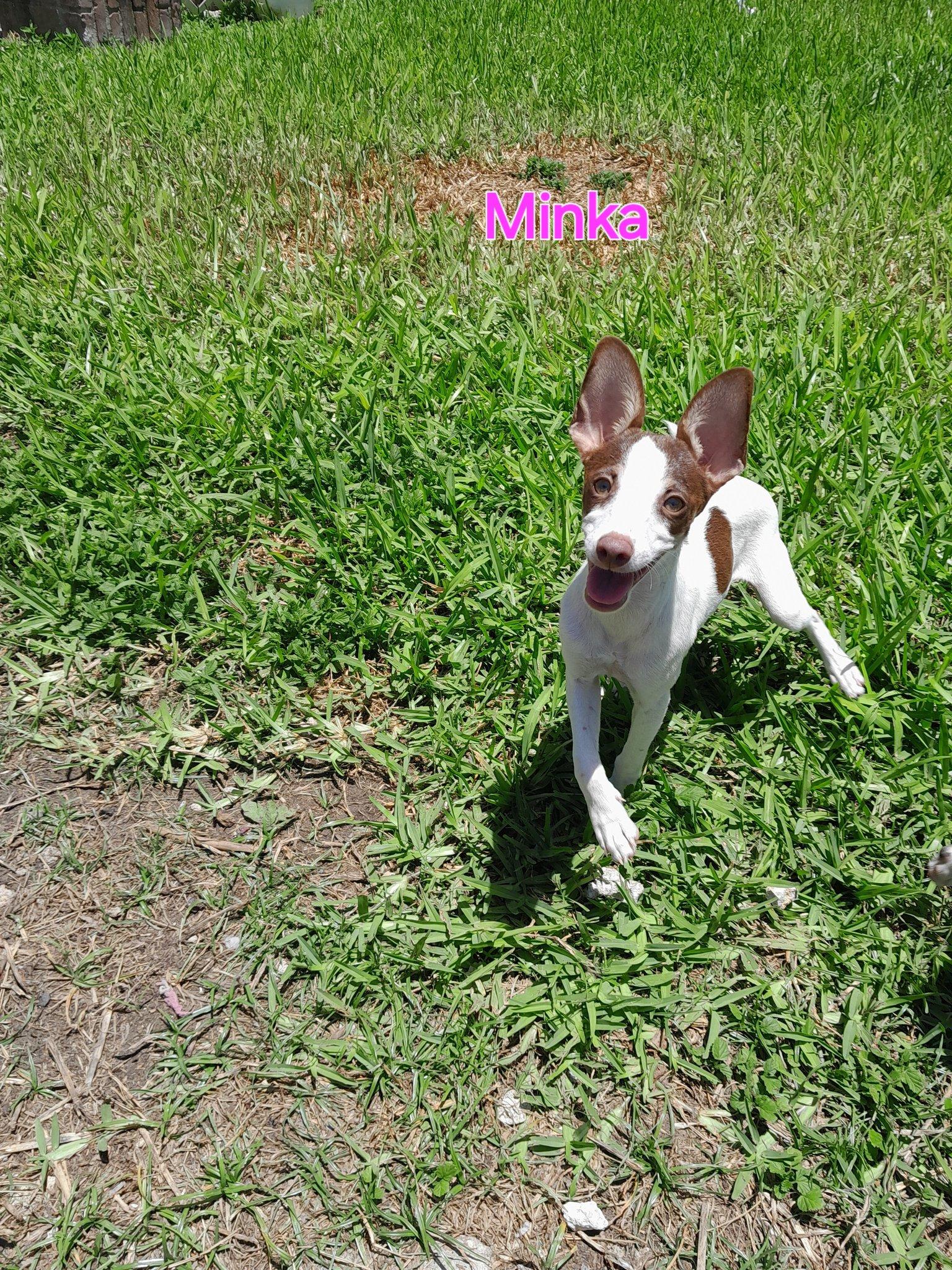 Enlarge Minka, a Adopted Rat Terrier in Jacksonville, FL image 1/1