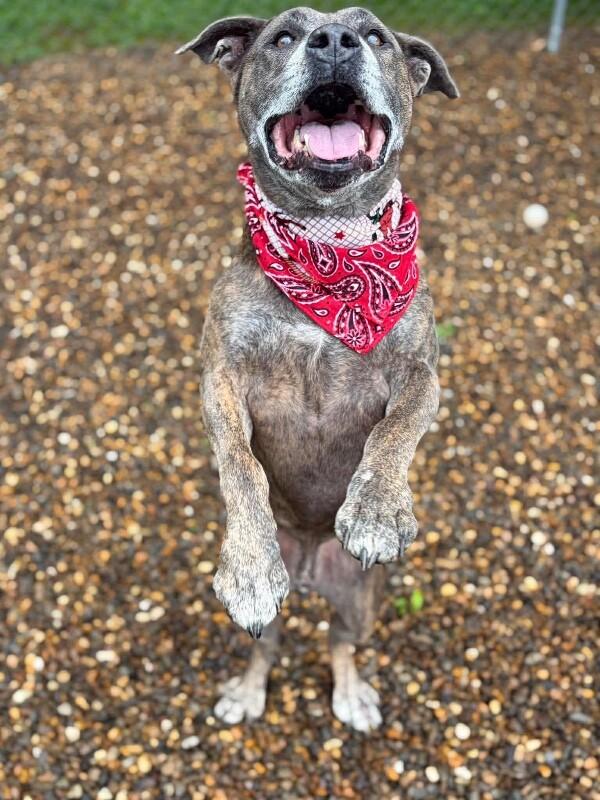 Dooley Mouse, Adoptable, Adult Male Pit Bull Terrier.
