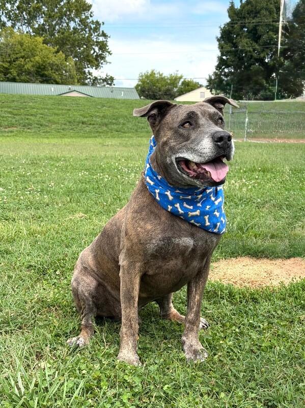 Enlarge Dooley Mouse, a Adoptable Pit Bull Terrier in Maryville, TN image 2/6