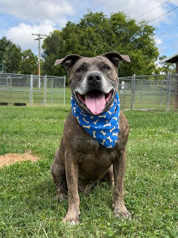 Enlarge Dooley Mouse, a Adoptable Pit Bull Terrier in Maryville, TN image 3/6