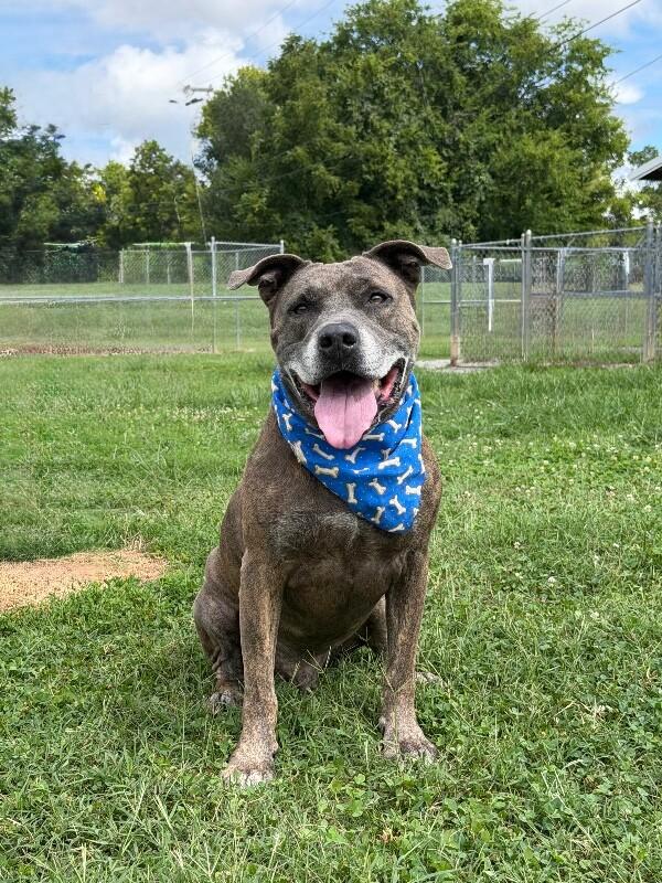 Enlarge Dooley Mouse, a Adoptable Pit Bull Terrier in Maryville, TN image 4/6
