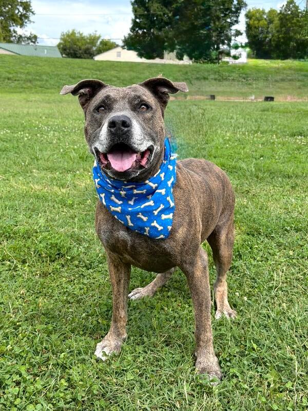 Enlarge Dooley Mouse, a Adoptable Pit Bull Terrier in Maryville, TN image 5/6