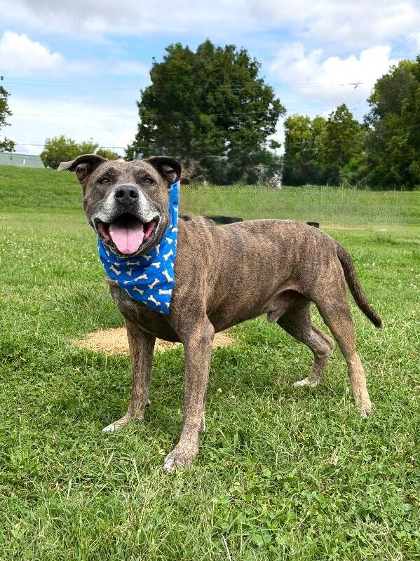 Enlarge Dooley Mouse, a Adoptable Pit Bull Terrier in Maryville, TN image 6/6