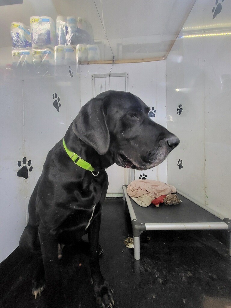 Diesel, Adopted, Young Male Great Dane.