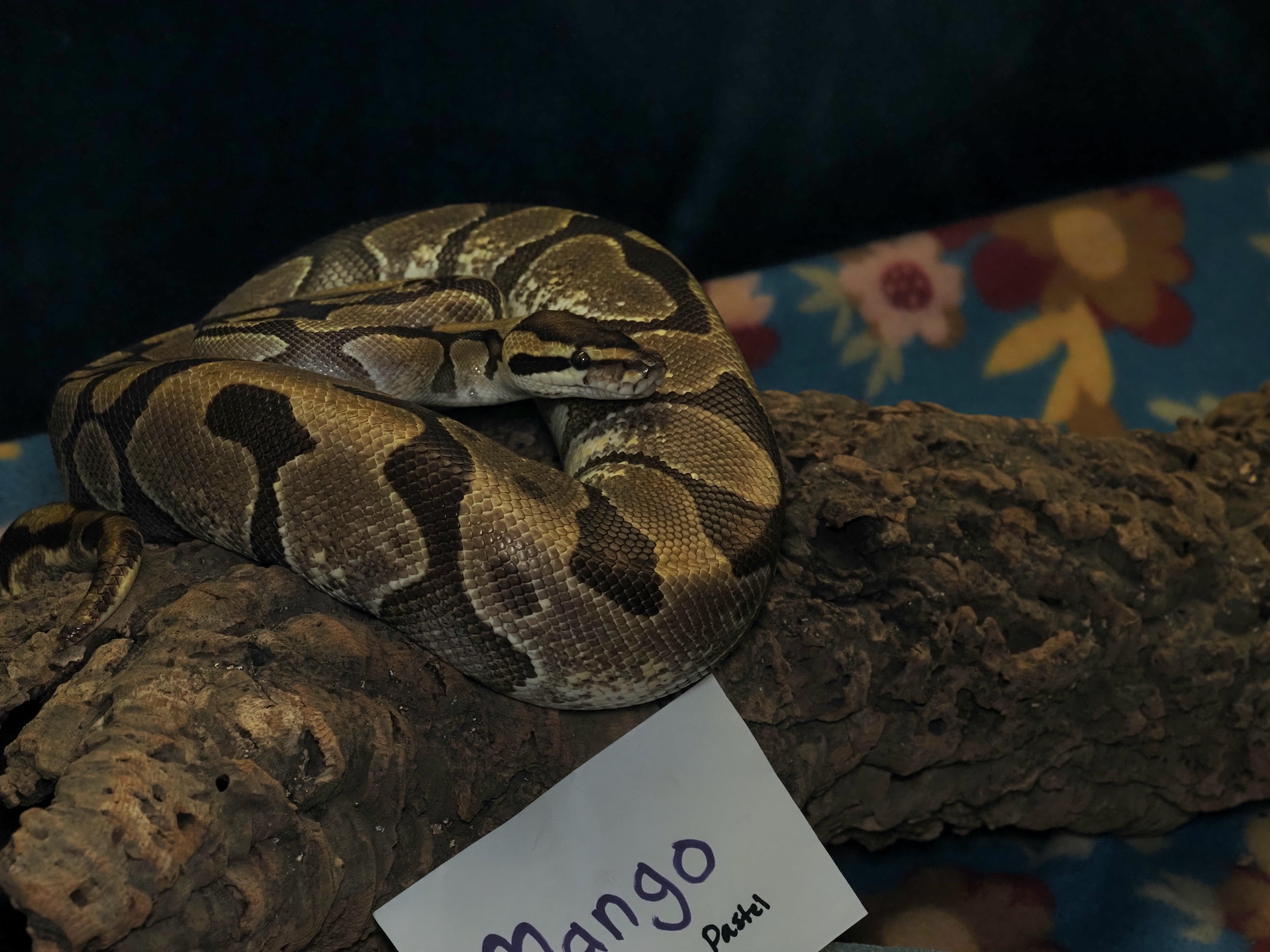 Enlarge Mango , a ADOPTABLE Ball Python in Tacoma, WA image 2/2