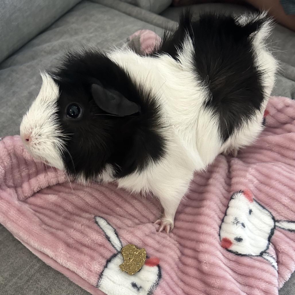Enlarge Maia, a Adoptable Guinea Pig in Miami, FL image 2/6