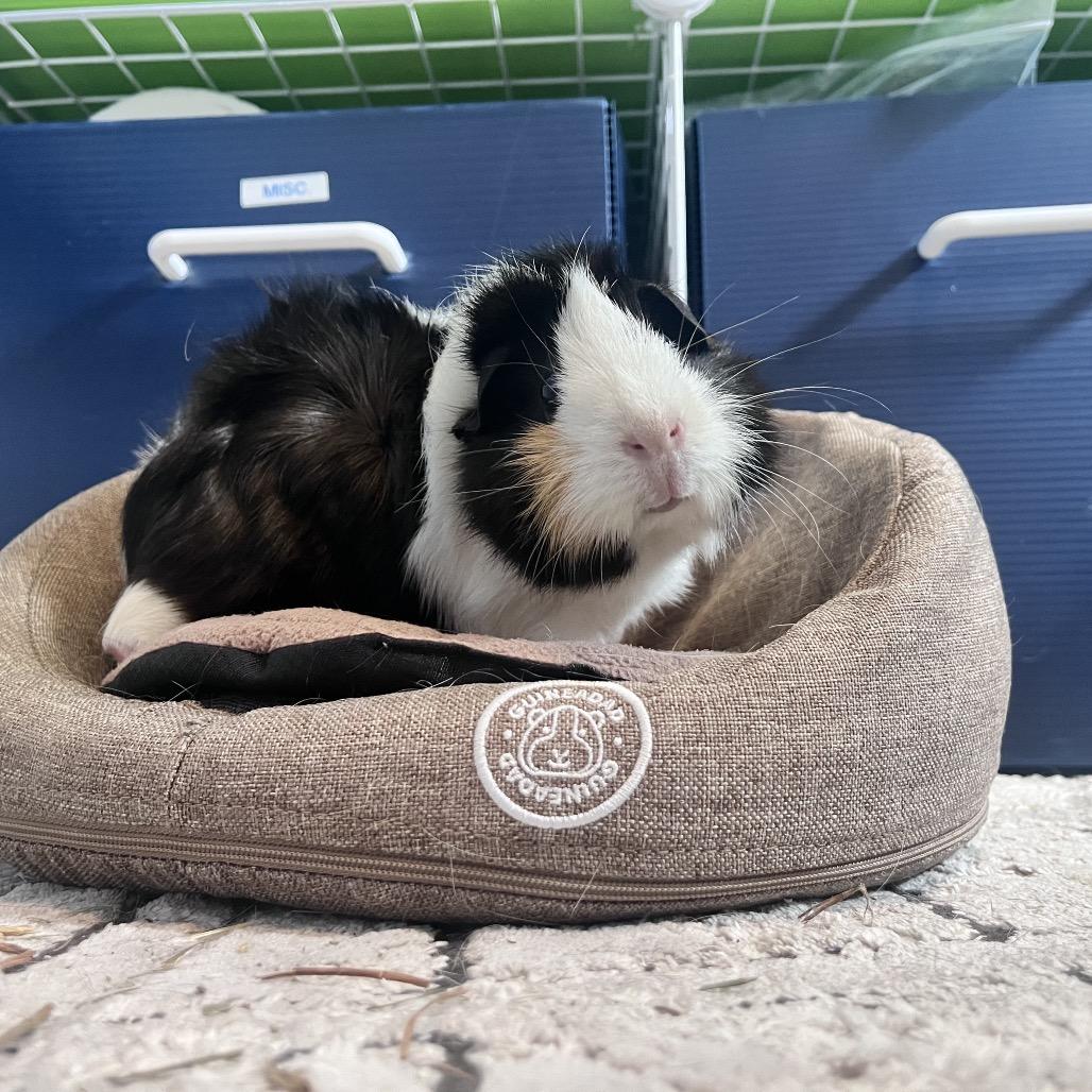 Enlarge Maia, a Adoptable Guinea Pig in Miami, FL image 3/6