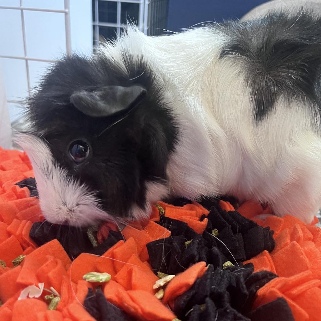 Enlarge Maia, a Adoptable Guinea Pig in Miami, FL image 4/6