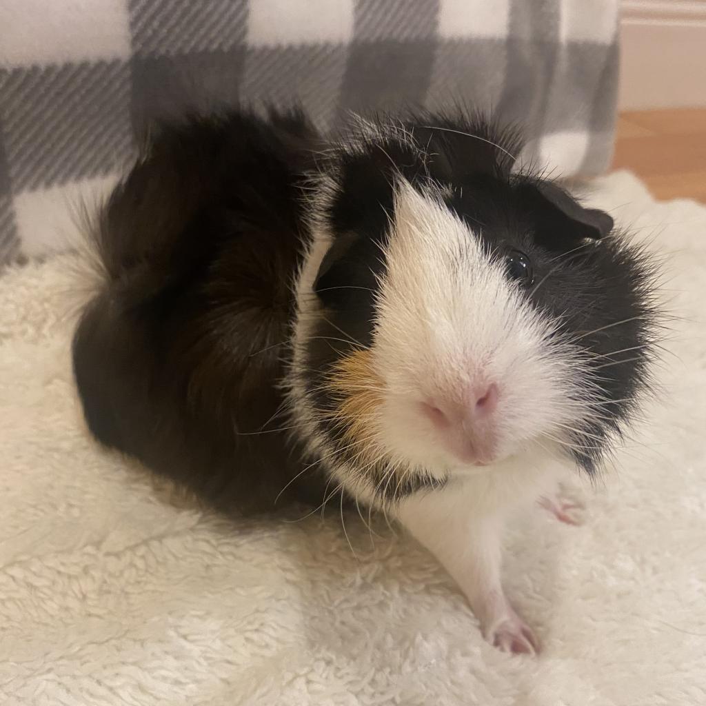 Enlarge Maia, a Adoptable Guinea Pig in Miami, FL image 5/6