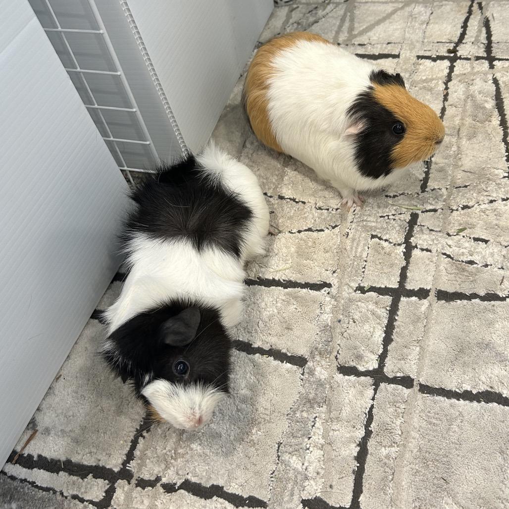 Enlarge Maia, a Adoptable Guinea Pig in Miami, FL image 6/6