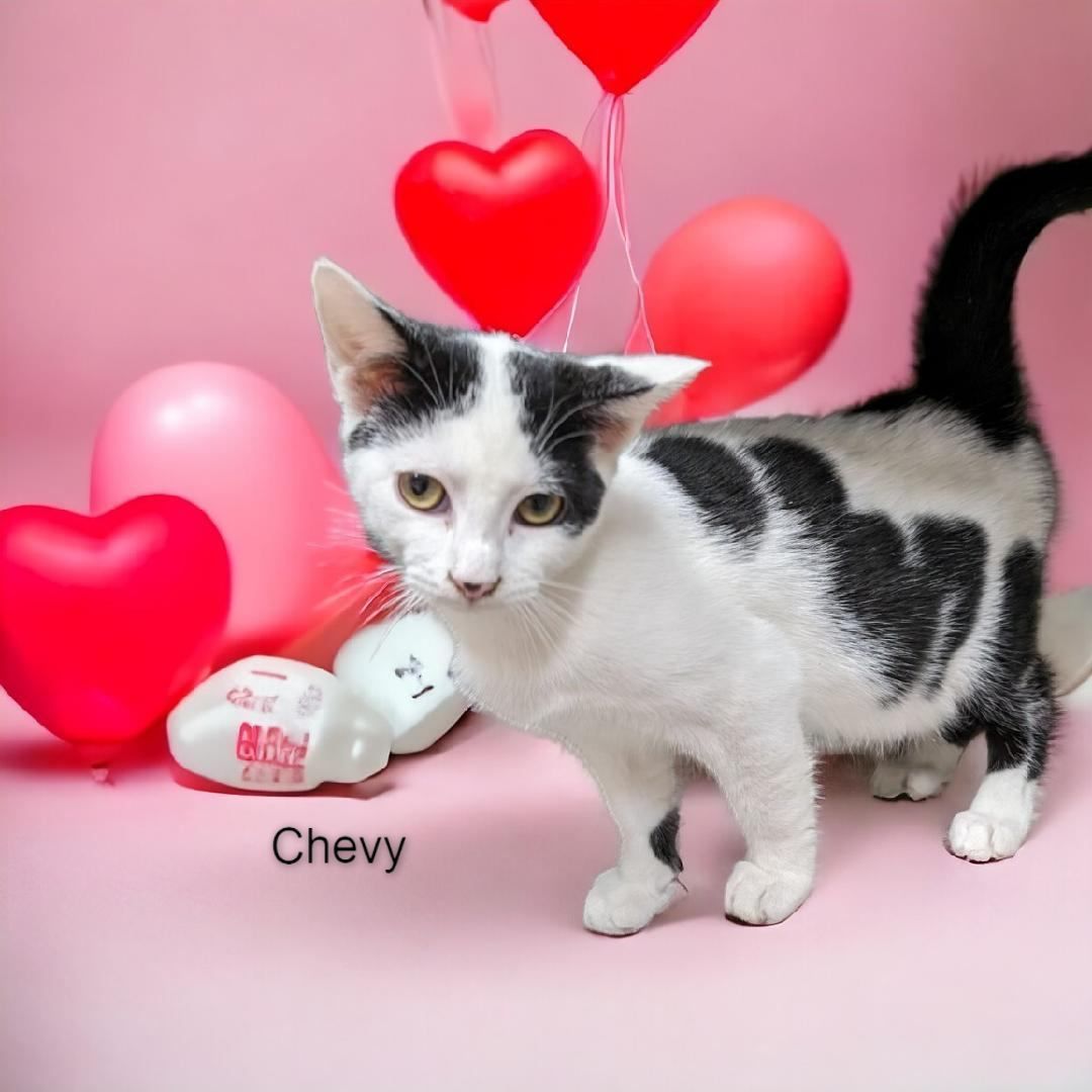 Chevy & Cowboy - Bonded Pair, a Adoptable Domestic Short Hair in Wilmington, OH image 2/4