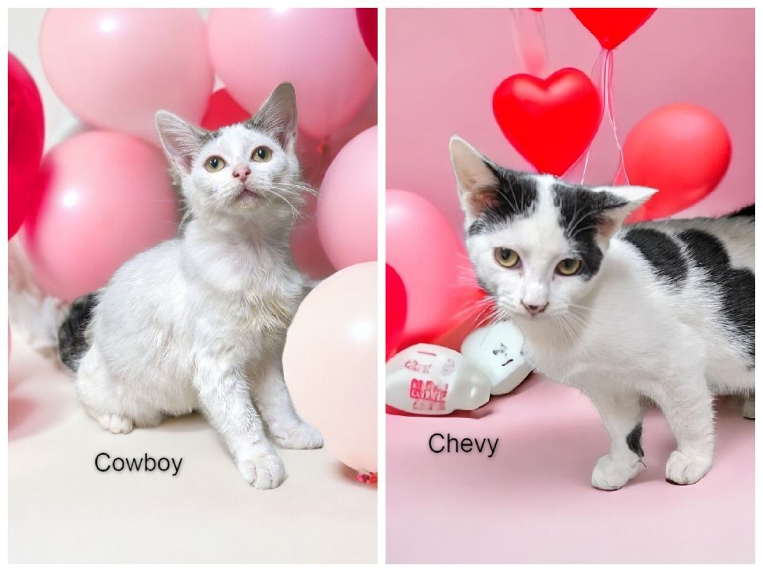 Chevy & Cowboy - Bonded Pair, a Adoptable Domestic Short Hair in Wilmington, OH image 3/4