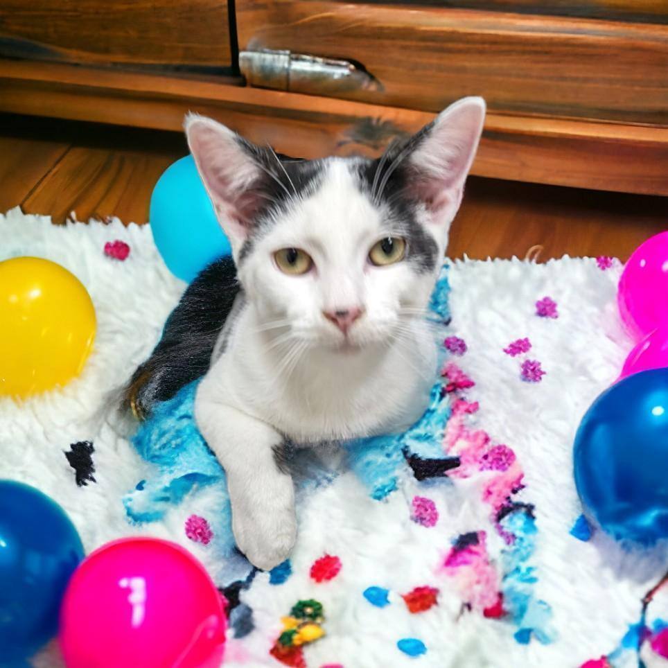 Chevy & Cowboy - Bonded Pair, a Adoptable Domestic Short Hair in Wilmington, OH image 4/4