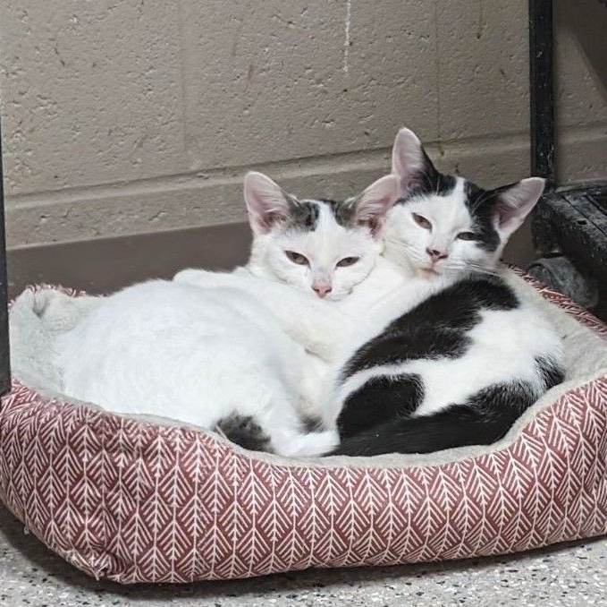 Chevy & Cowboy - Bonded Pair, a Adoptable Domestic Short Hair in Wilmington, OH image 1/4