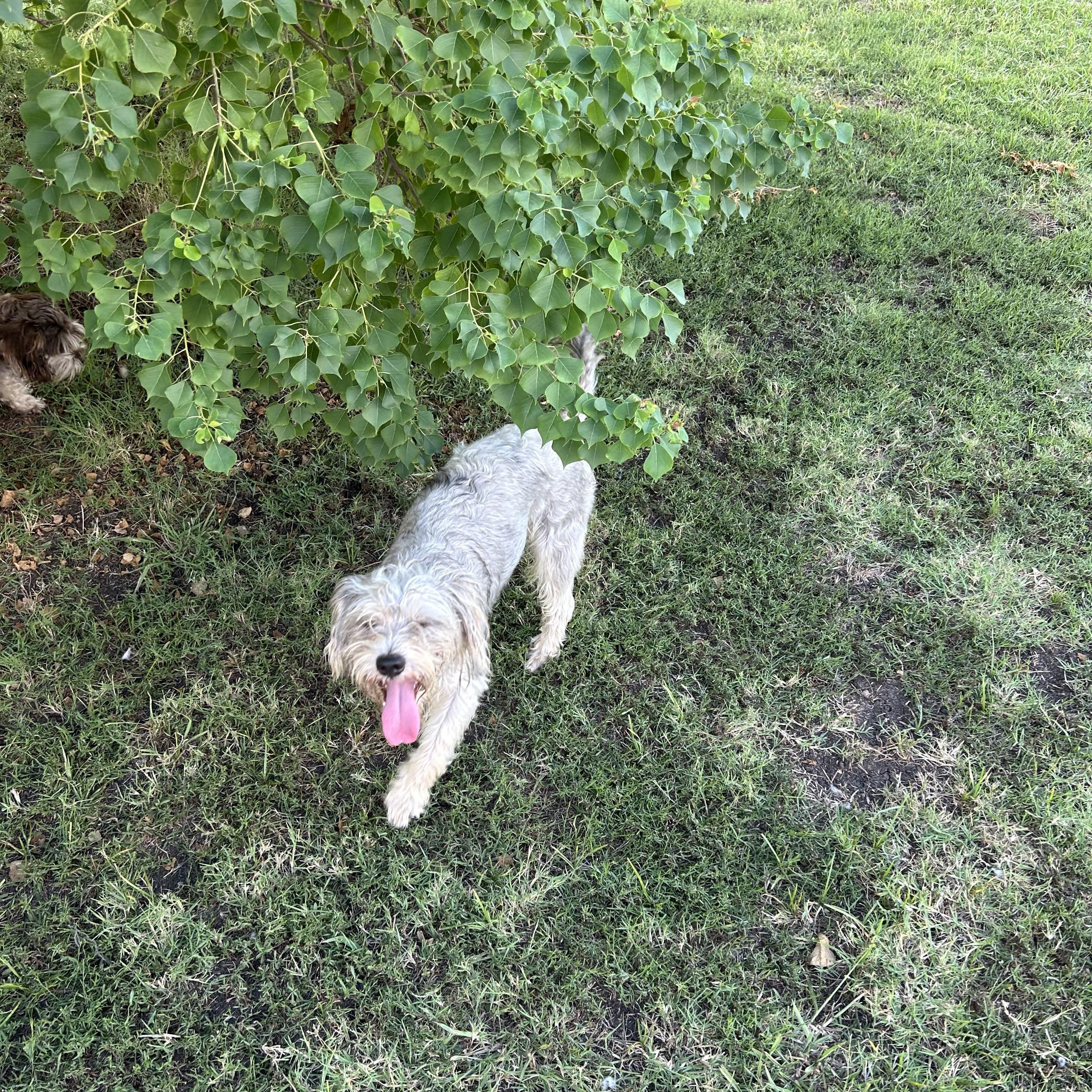 Gizmo, a Adopted mixed breed in Sanger, TX image 2/3