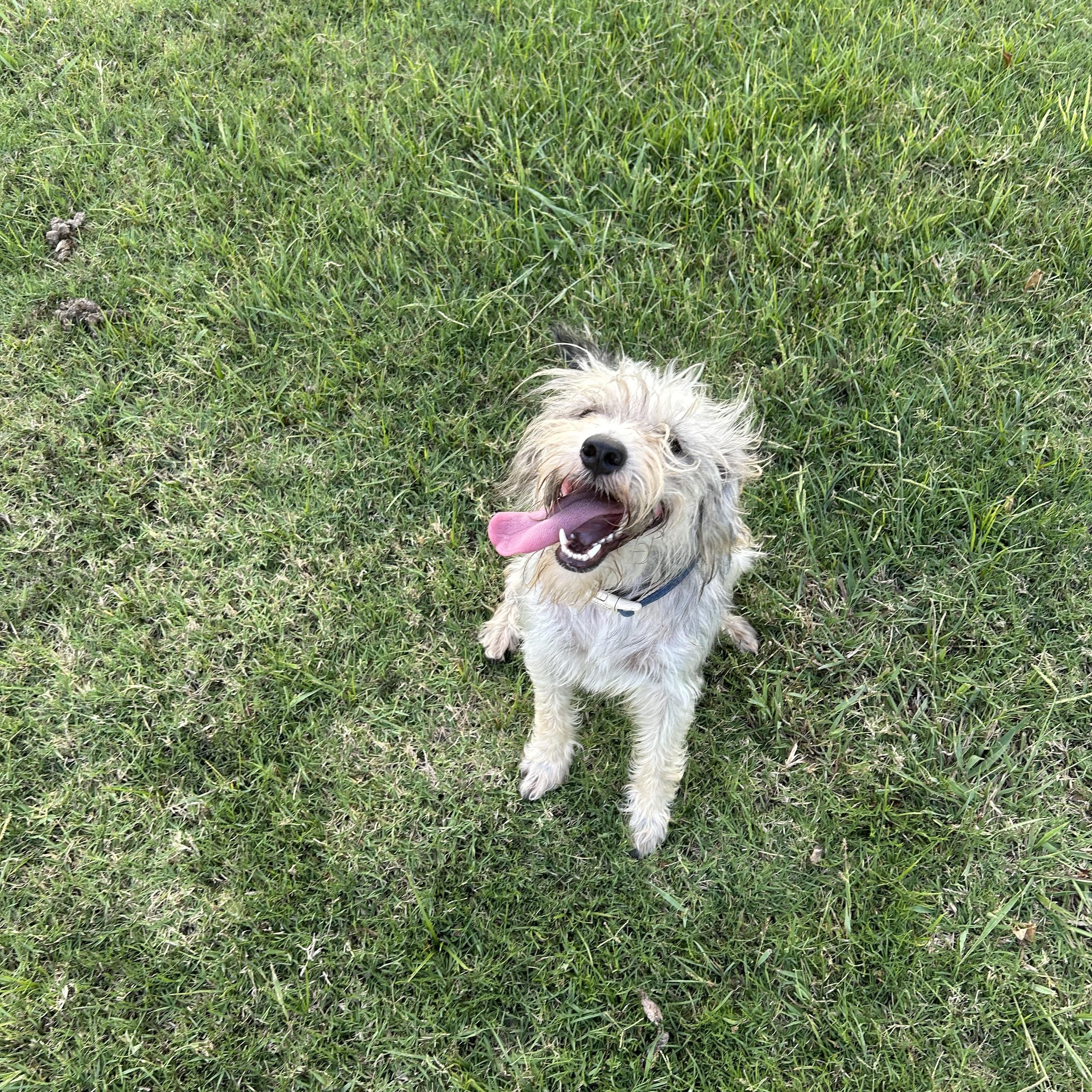Gizmo, a Adopted mixed breed in Sanger, TX image 3/3