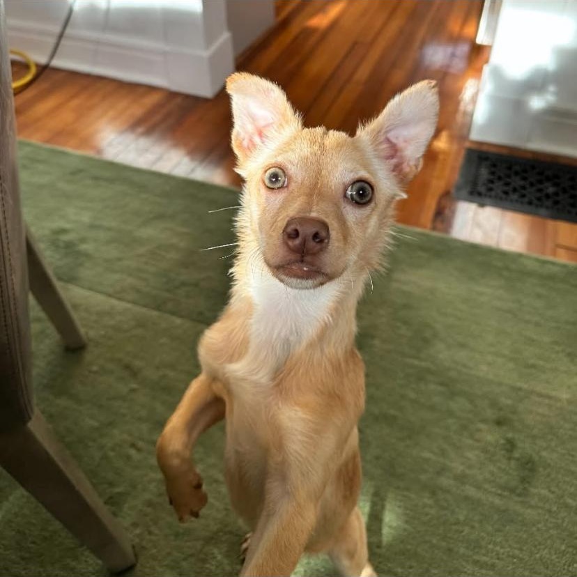 Enlarge Simba, an adopted mixed breed in Philadelphia, PA image 3/6