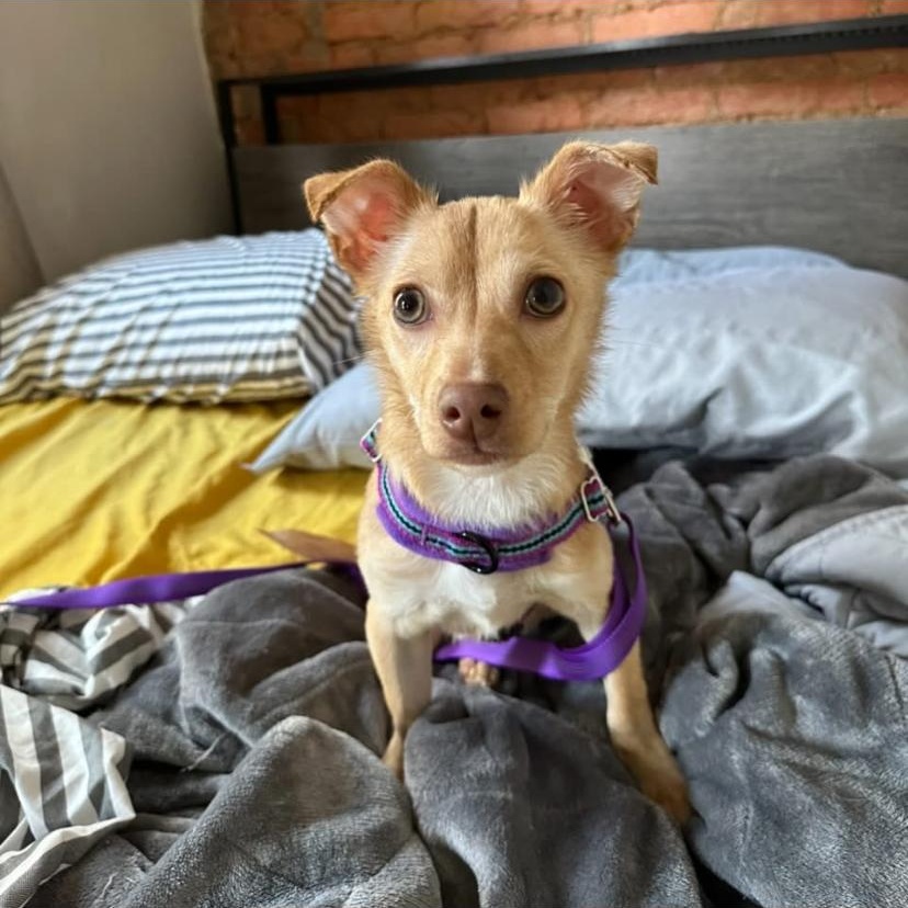 Enlarge Simba, an adopted mixed breed in Philadelphia, PA image 5/6