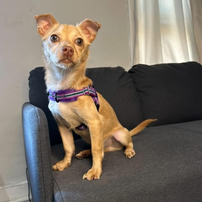 Enlarge Simba, an adopted mixed breed in Philadelphia, PA image 6/6