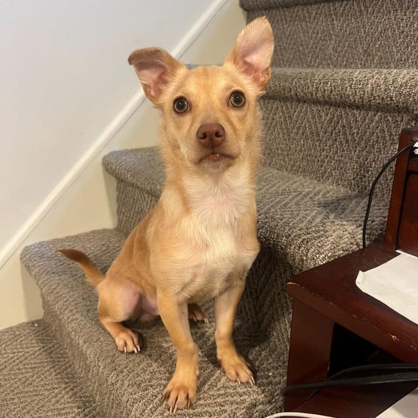 Simba, adopted, Puppy Male Chihuahua.