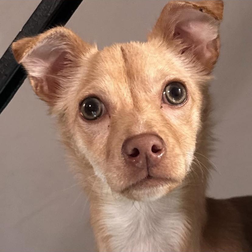 Enlarge Simba, an adopted mixed breed in Philadelphia, PA image 2/6