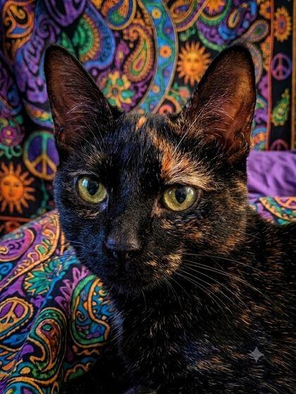 Miss Kay, Adoptable, Young Female Domestic Short Hair.
