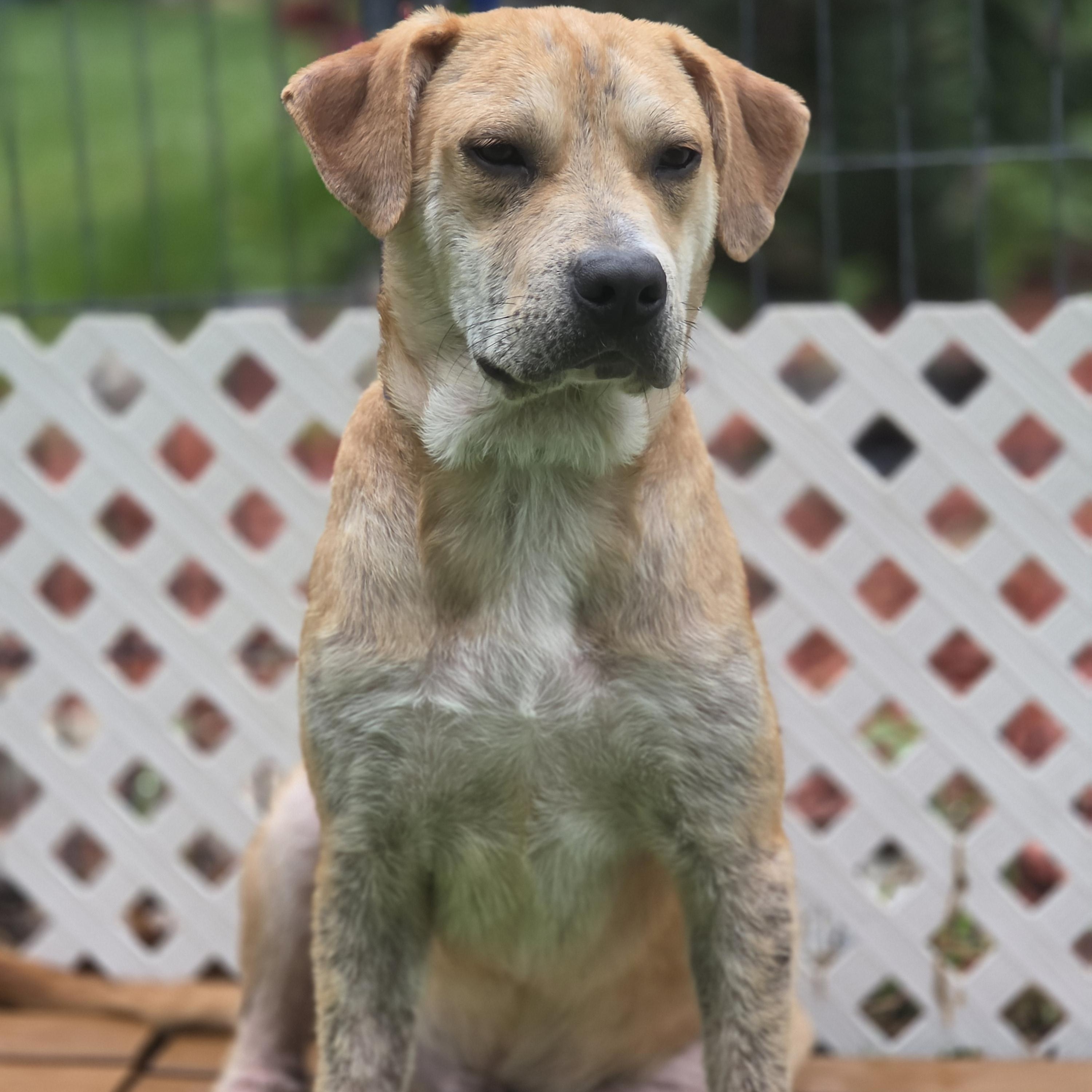 Fabien, a Adoptable mixed breed in Blairstown, NJ image 5/6