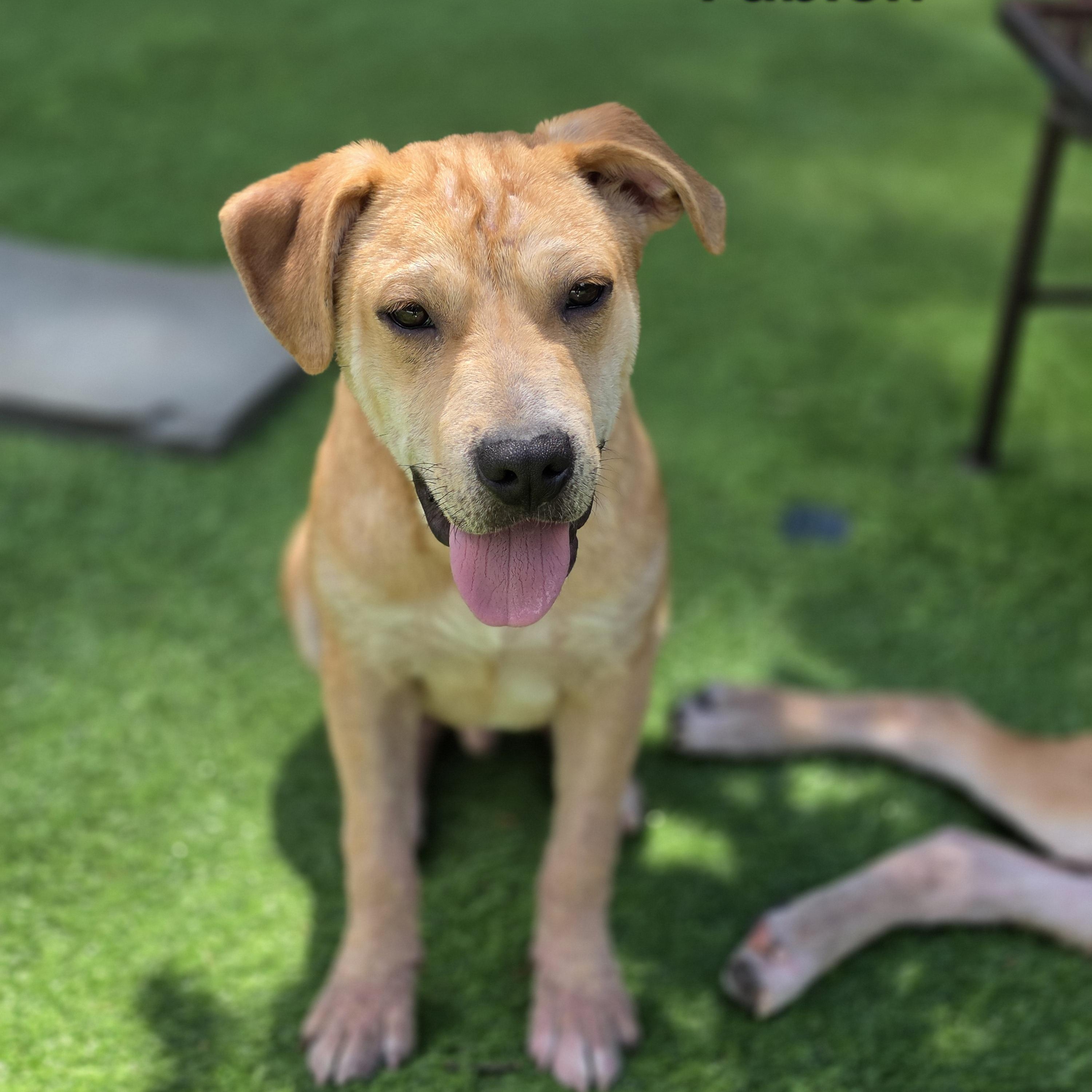 Fabien, a Adoptable mixed breed in Blairstown, NJ image 2/6