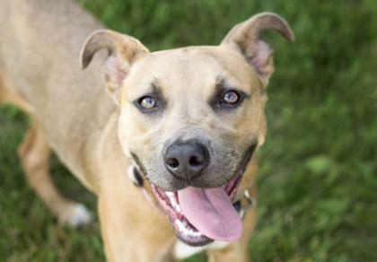 Enlarge Castiel- in foster home, a Adoptable Mixed Breed in Hamilton, OH image 3/3