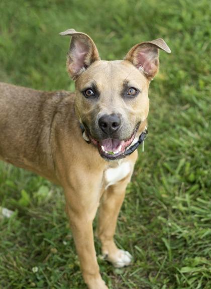 Enlarge Castiel- in foster home, a Adoptable Mixed Breed in Hamilton, OH image 2/3