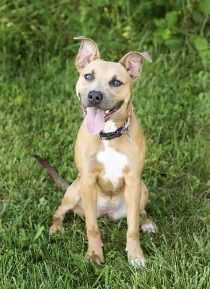 Castiel, ADOPTABLE, Puppy Female Mixed Breed.