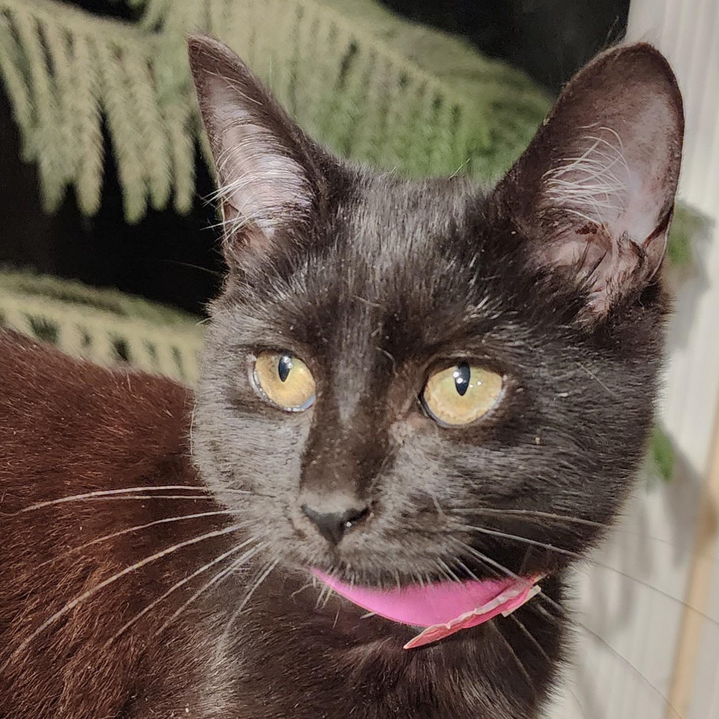 SENSATIONAL SOOT - BEAUTIFUL BOMBAY!, a Adoptable Bombay in Danbury, CT image 3/6