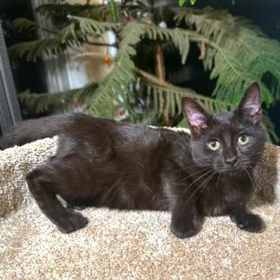 SENSATIONAL SOOT - BEAUTIFUL BOMBAY!, a Adoptable Bombay in Danbury, CT image 4/6